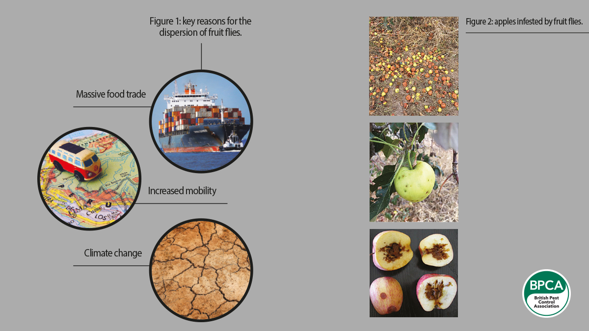 fruit-flies-ipm-fig2 fruit-flies-ipm-fig2